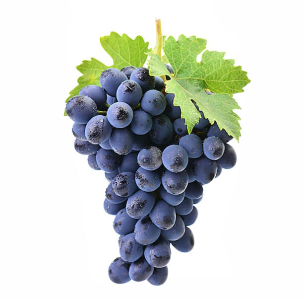 نهال انگور سه فصل